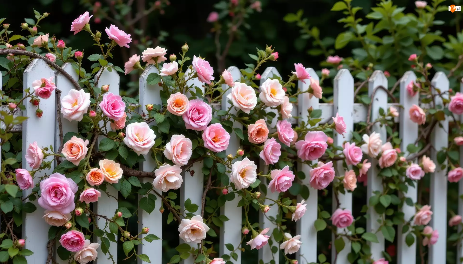 Róże, Płot, Biały, Kolorowe
