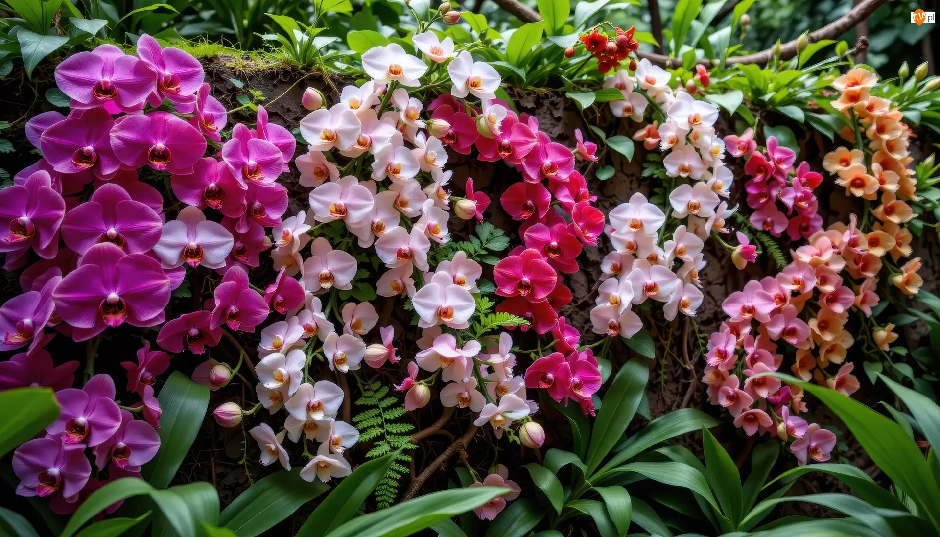 Kolorowe, Kwiaty, Liście, Grafika AI, Storczyki, Mur