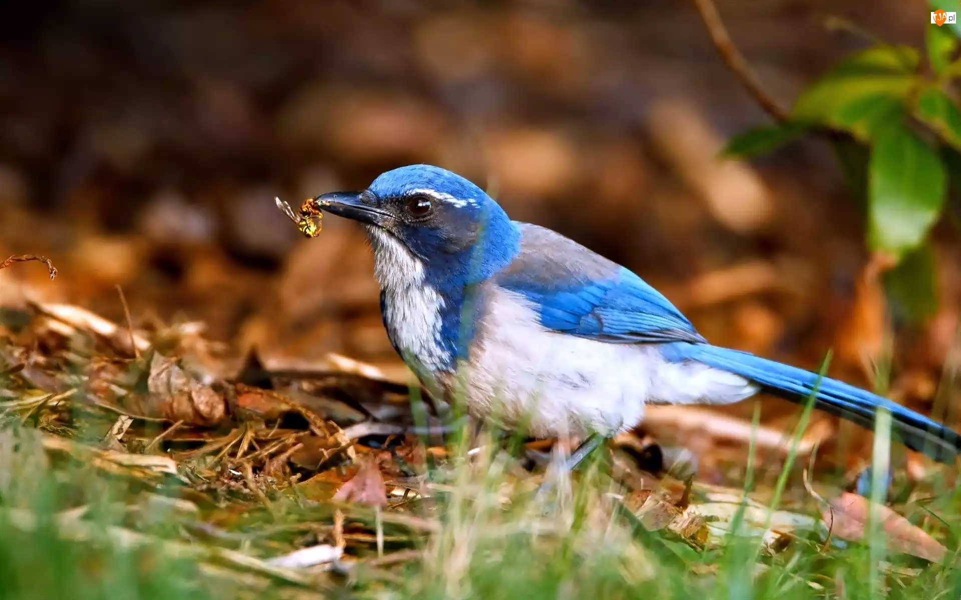 Modrowronka kalifornijska, Biało-niebieski, Ptak