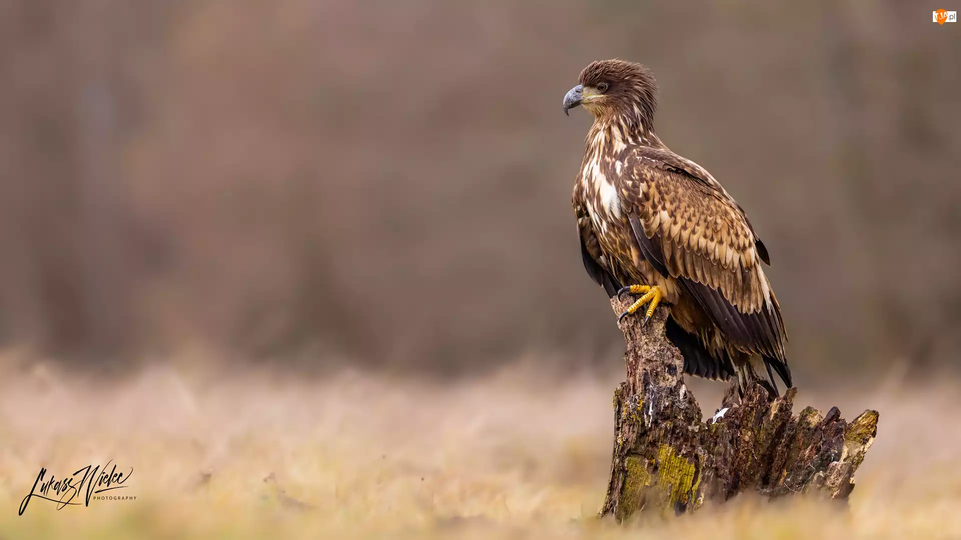 Konar, Bielik zwyczajny