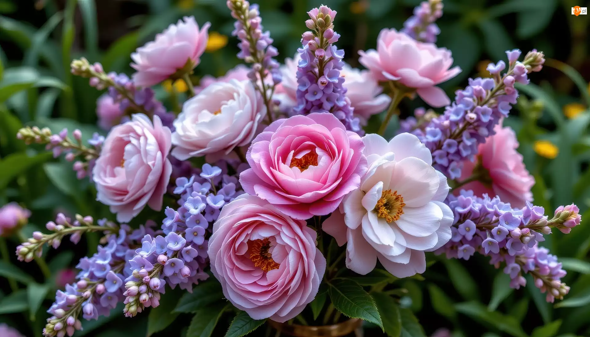 Piwonie, Bukiet, Kwiaty