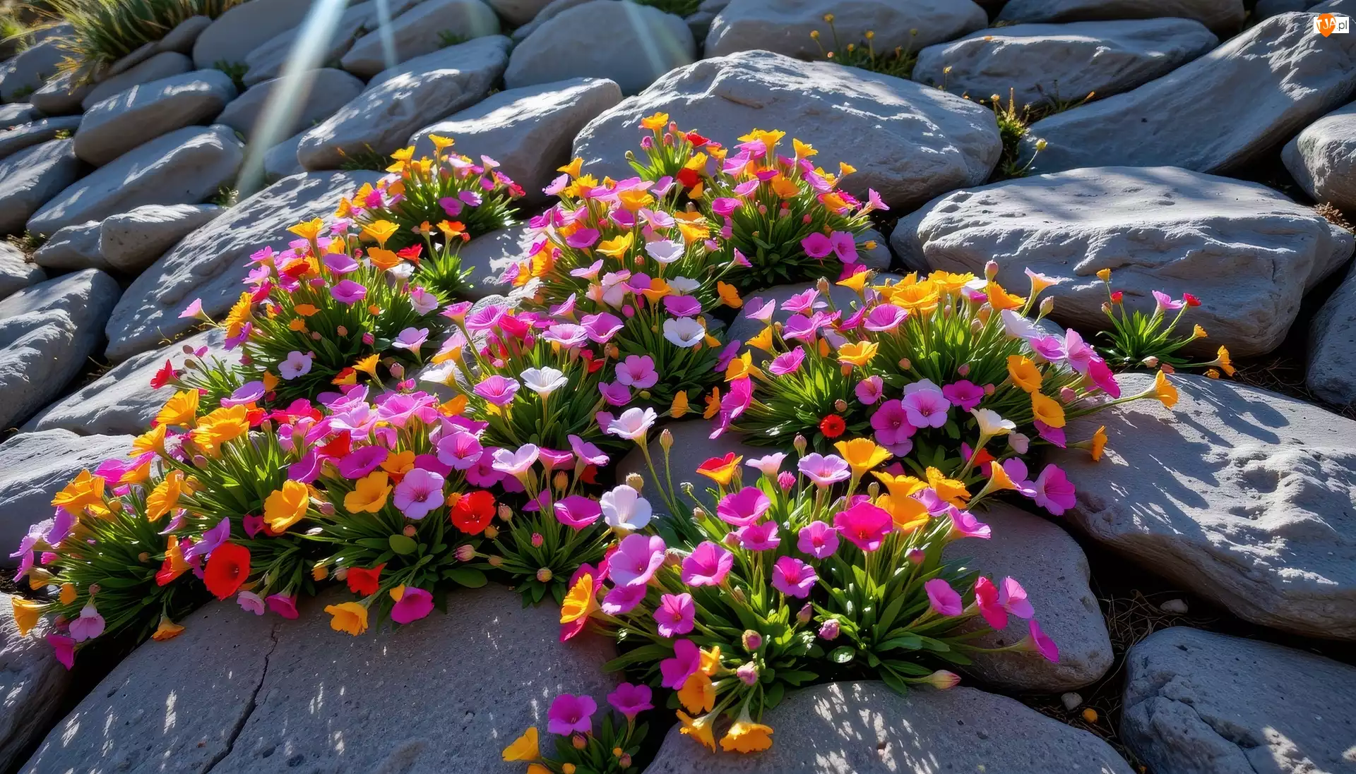 Grafika AI, Kamienie, Kolorowe, Kwiaty