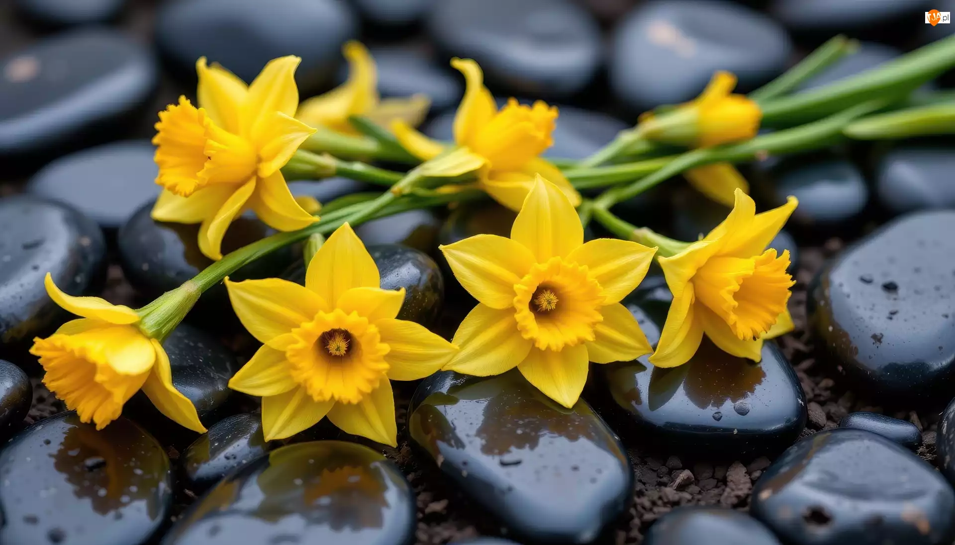 Kamienie, Kwiaty, Narcyzy żonkile