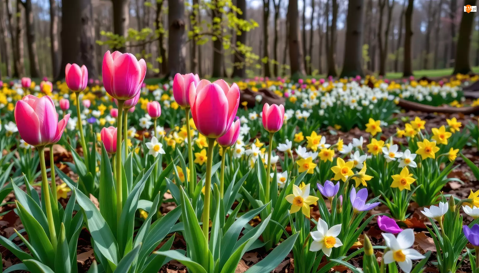 Żonkile, Tulipany, Wiosna, Grafika AI, Kwiaty, Las