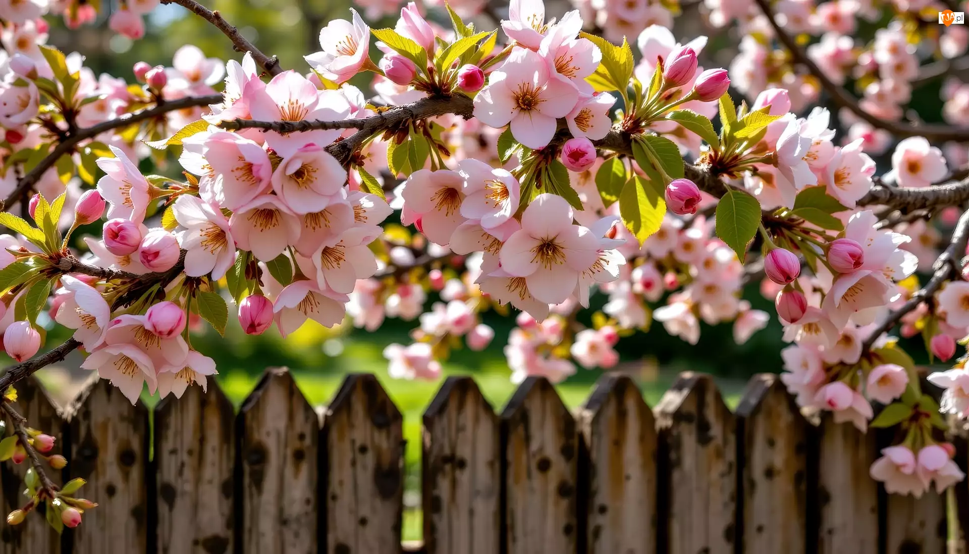 Drzewo owocowe, AI, Gałąź, Kwiaty, Płot