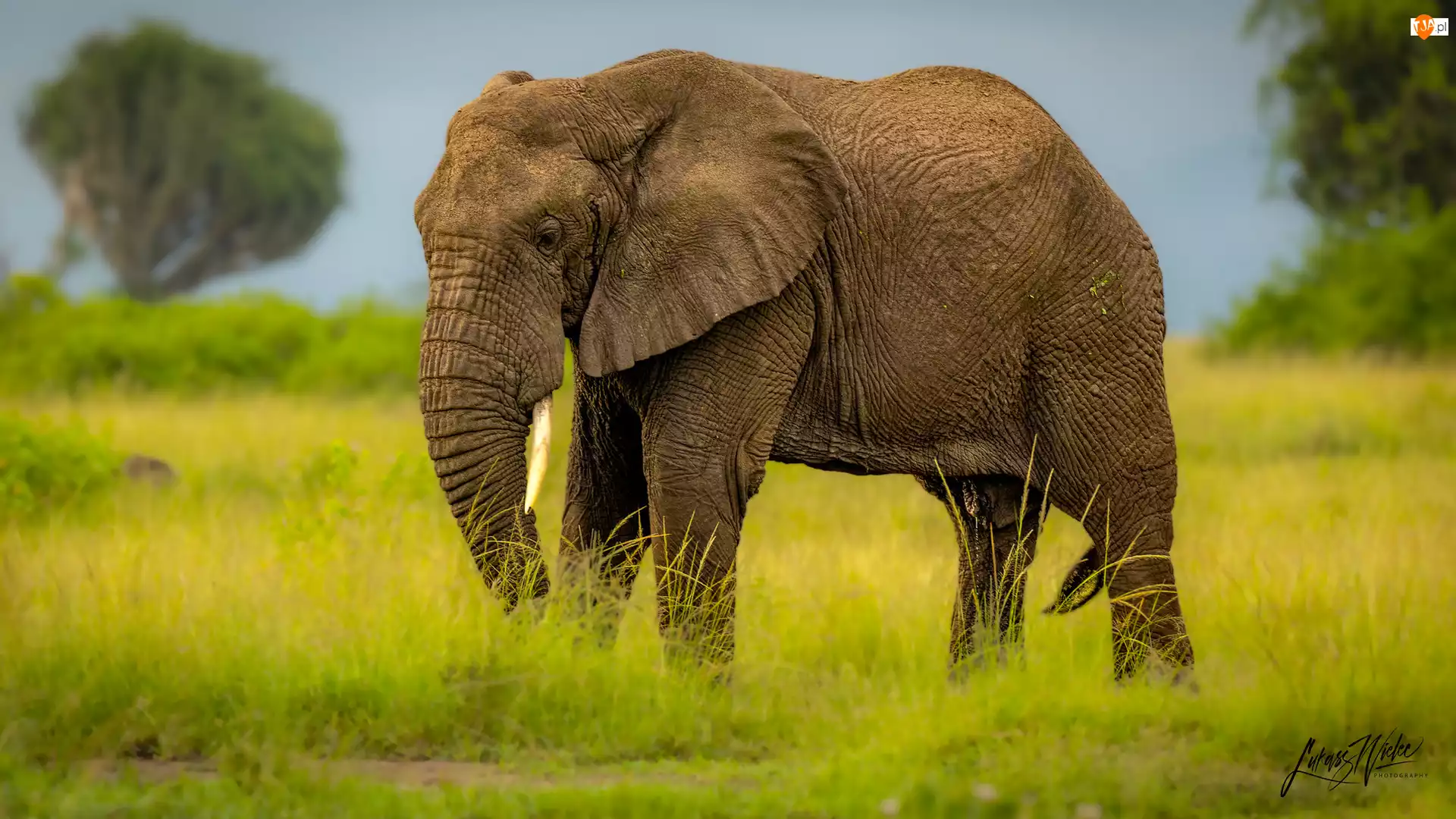 Trąba, Trawa, Opuszczona, Słoń, Zielona