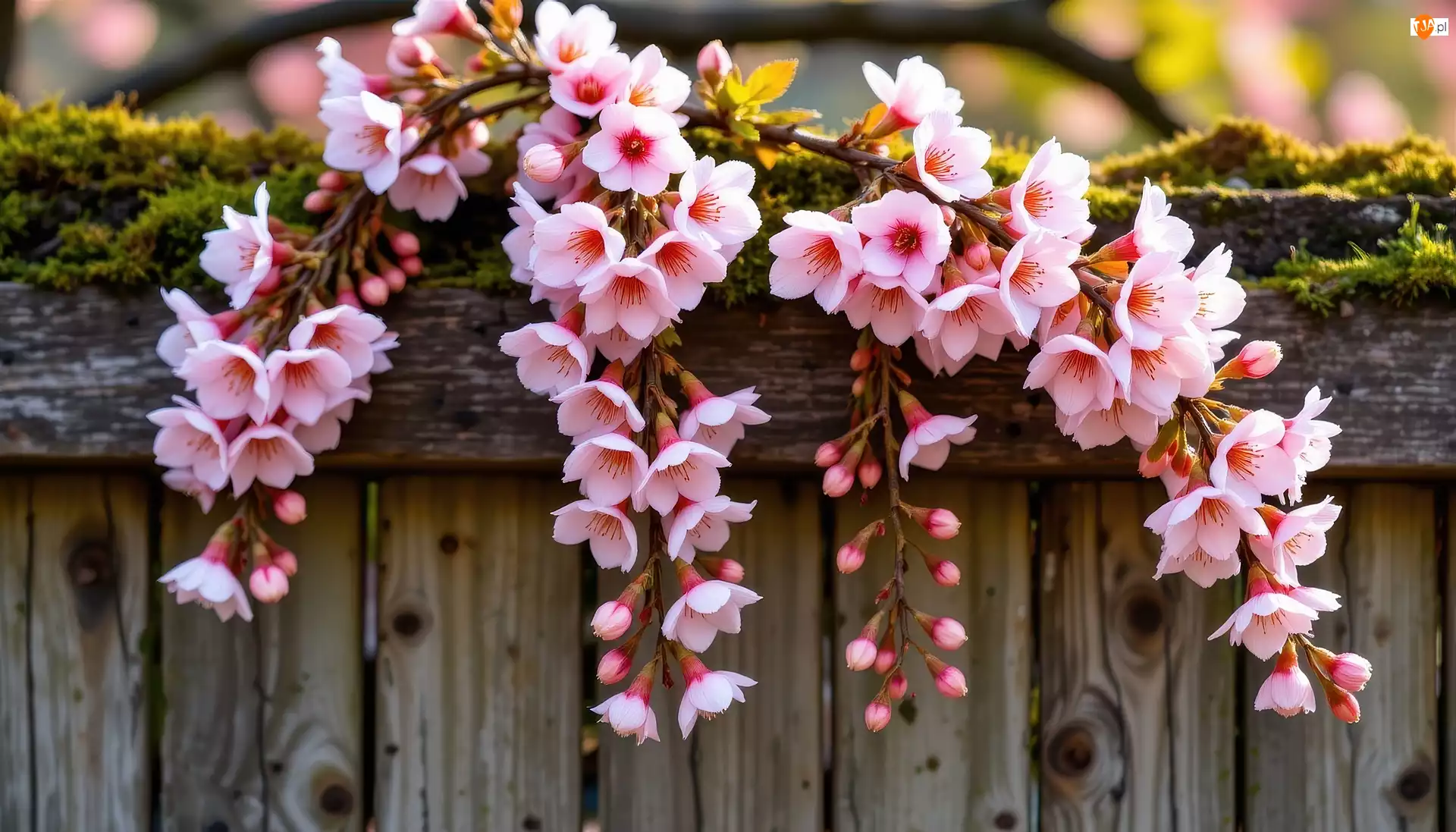 Kwiaty, Grafika AI, Różowe, Wiszące, Płot