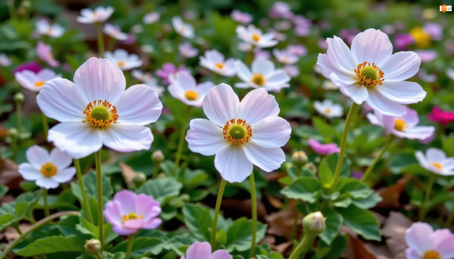 Zawilce, Biał0-różowe