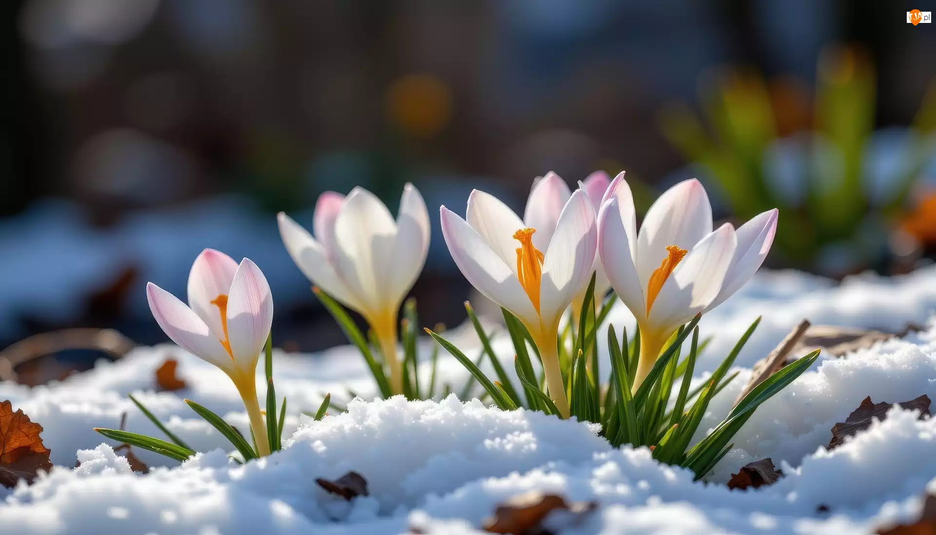 Śnieg, Biało-fioletowe, Krokusy