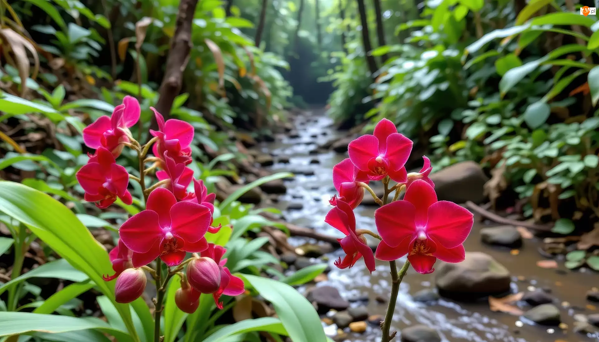 Kwiaty, Czerwone, Strumyk, Las, Storczyki