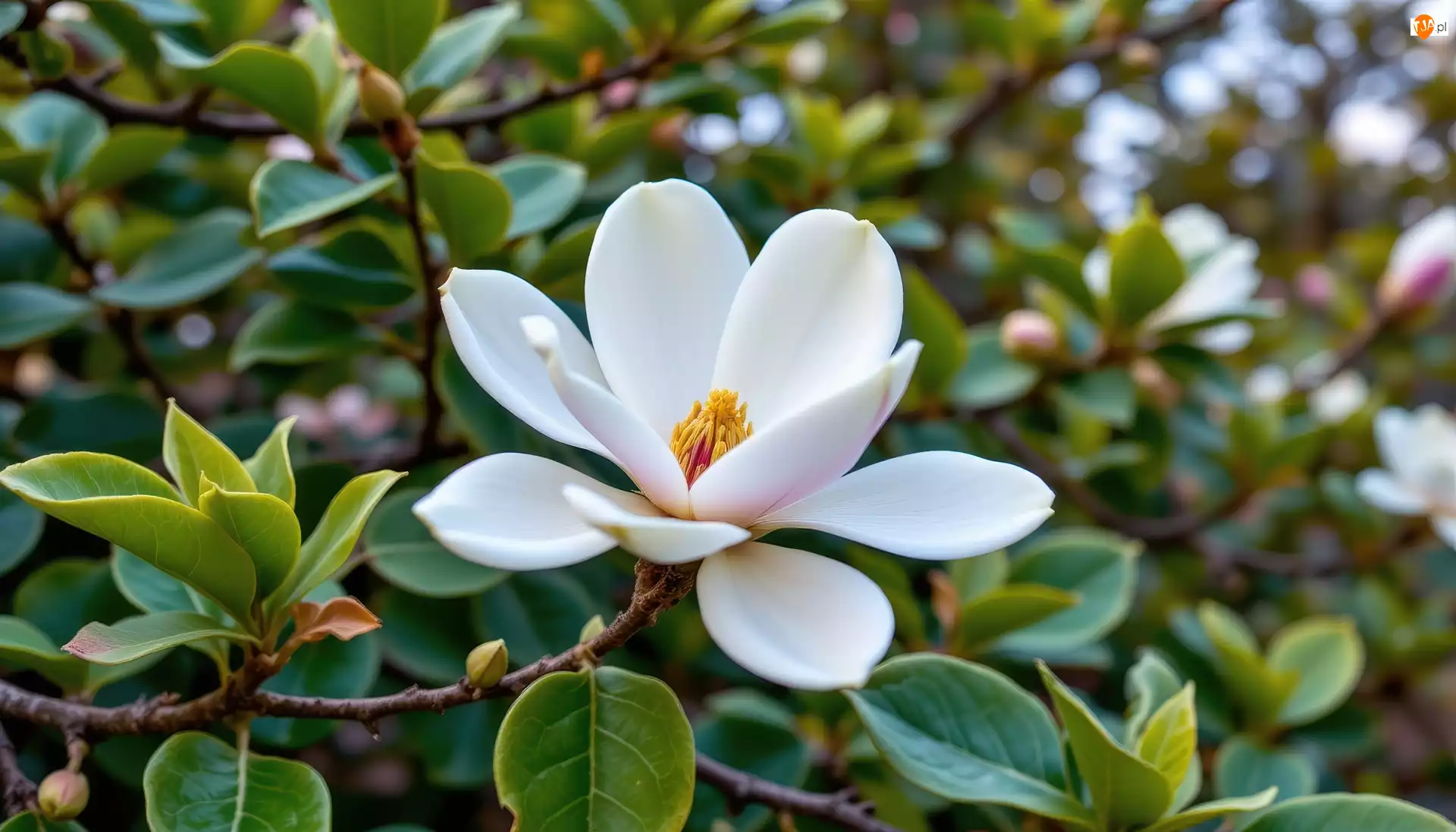 Grafika AI, Magnolia, Kwiat, Liście