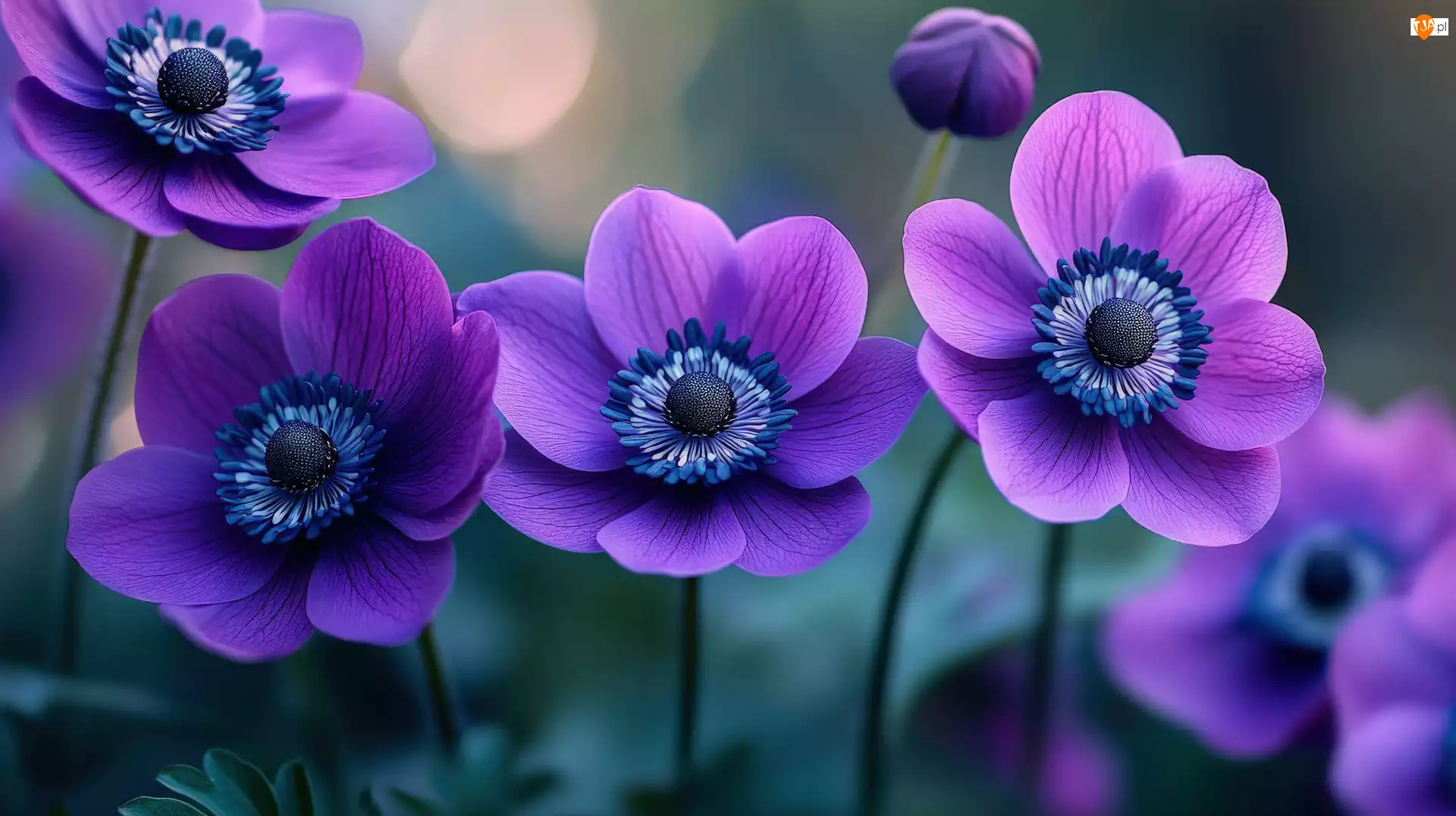 Zawilce, Fioletowe, Kwiaty