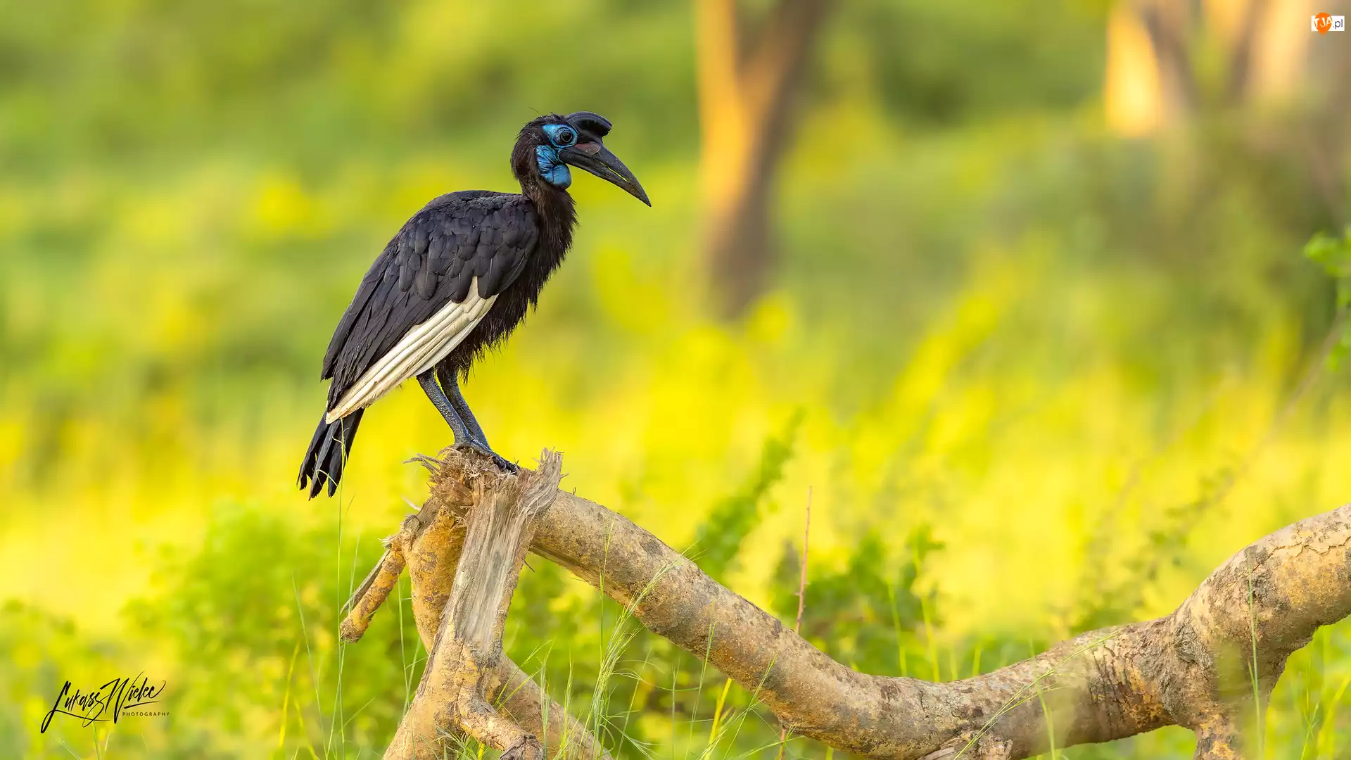 Trawa, Dzioborożec abisyński, Suchy, Konar