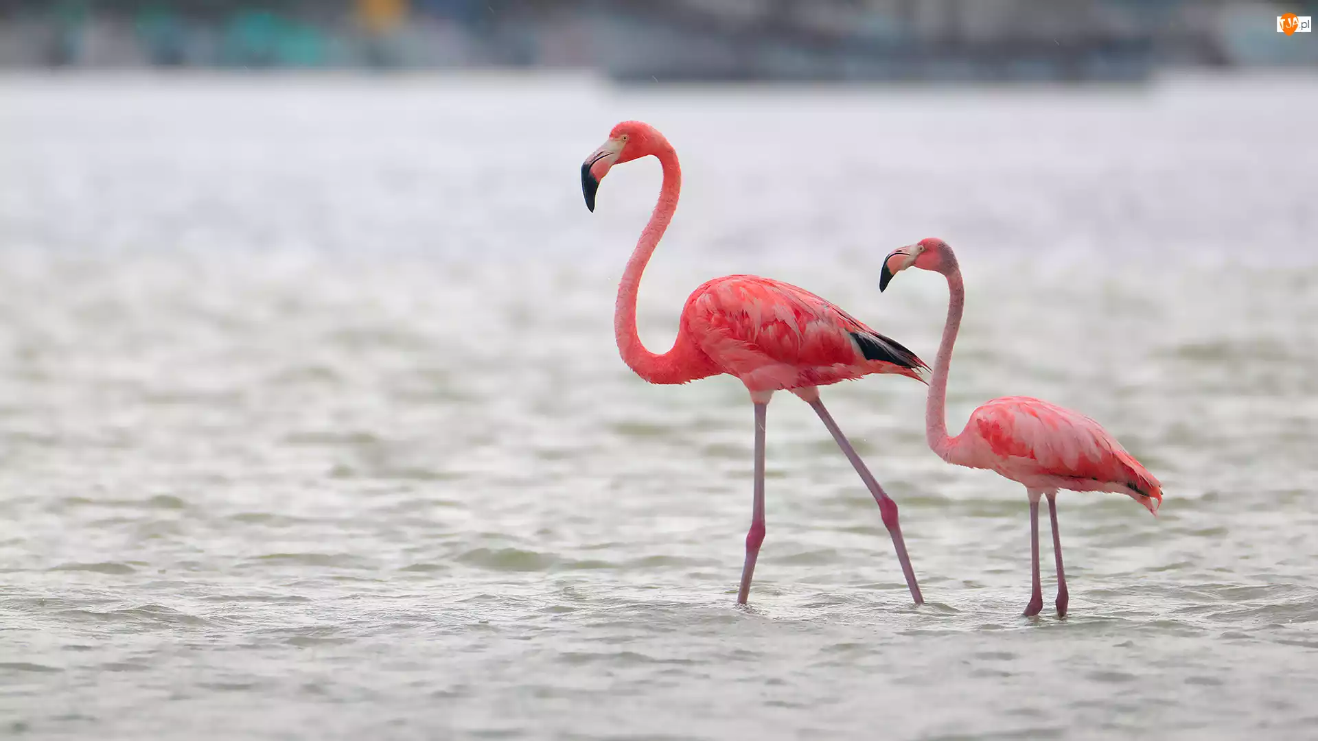 Woda, Dwa, Flamingi karmazynowe