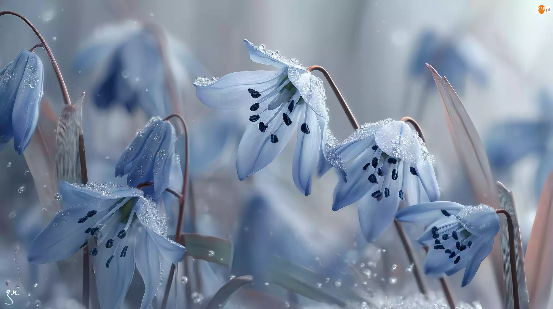 Grafika AI, Cebulica syberyjska, Niebieskie, Kwiaty
