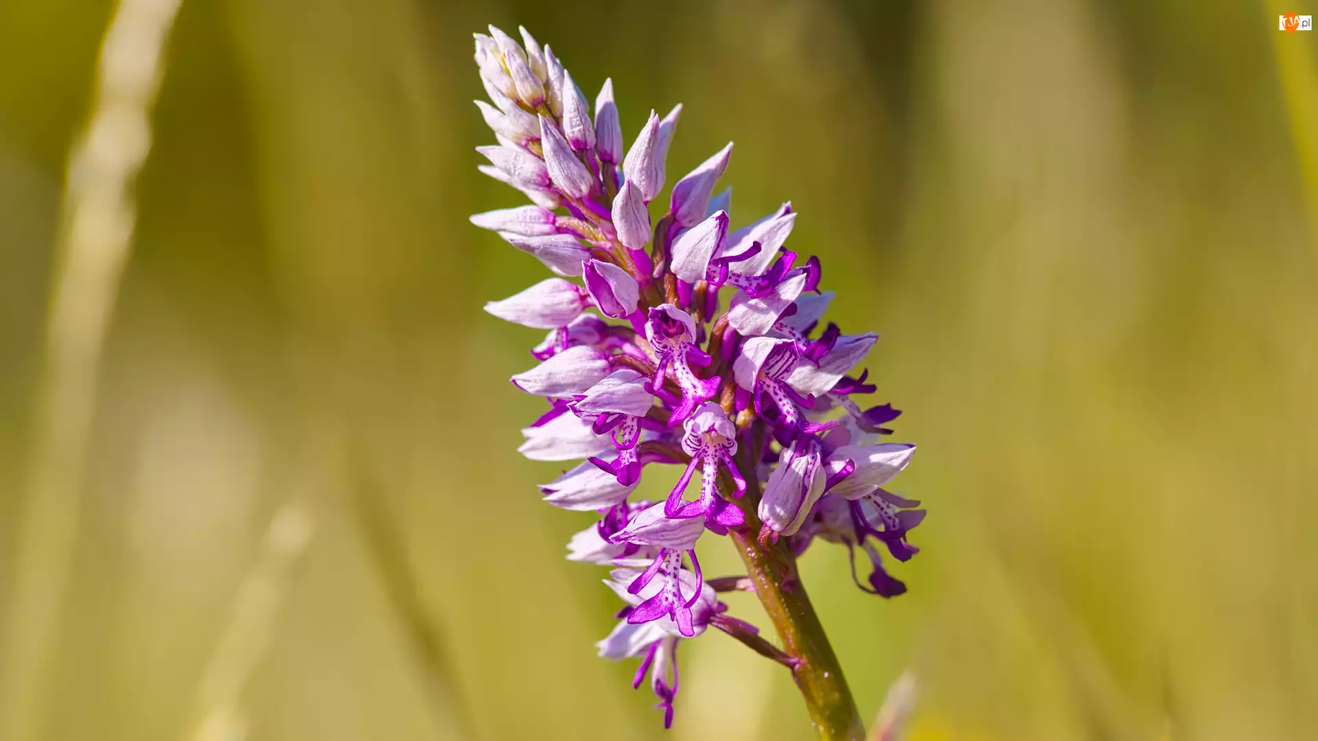 Storczyk kukawka, Jasnofioletowy, Kwiat