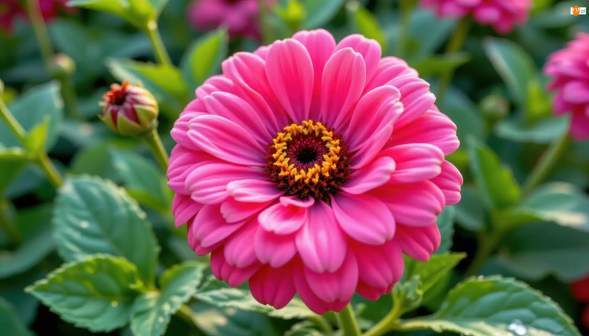 Pąki, Kwiat, Różowy, Liście