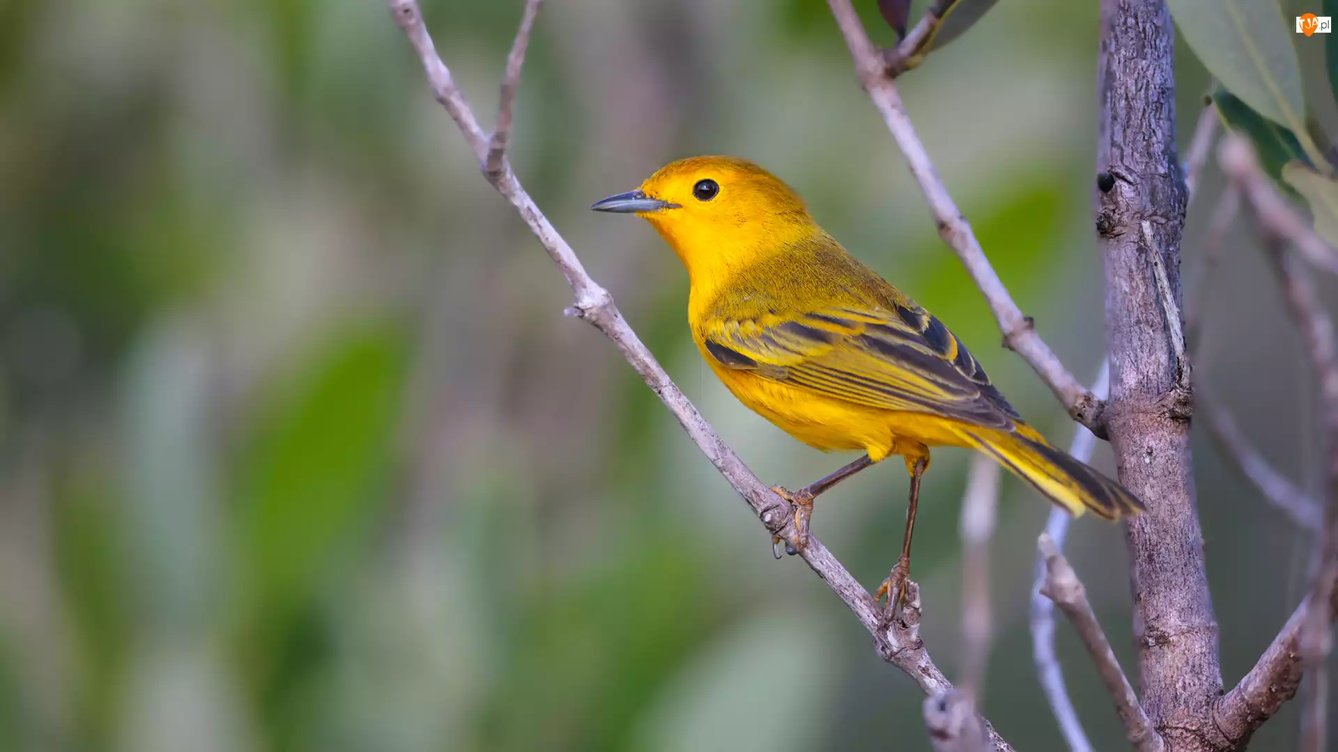 Gałązka, Żółty, Ptak, Lasówka złotawa