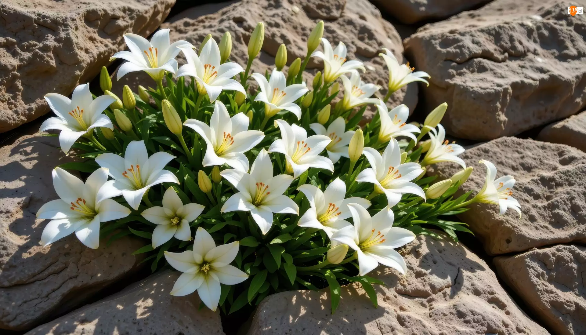 Kamienie, Białe, Lilie