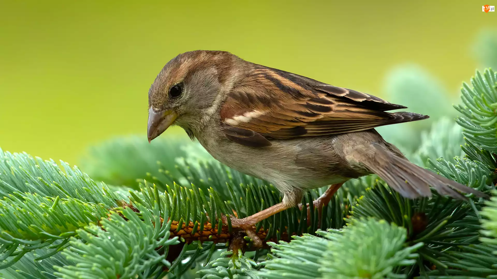 Gałązki, Ptak, Wróbel, Iglaste