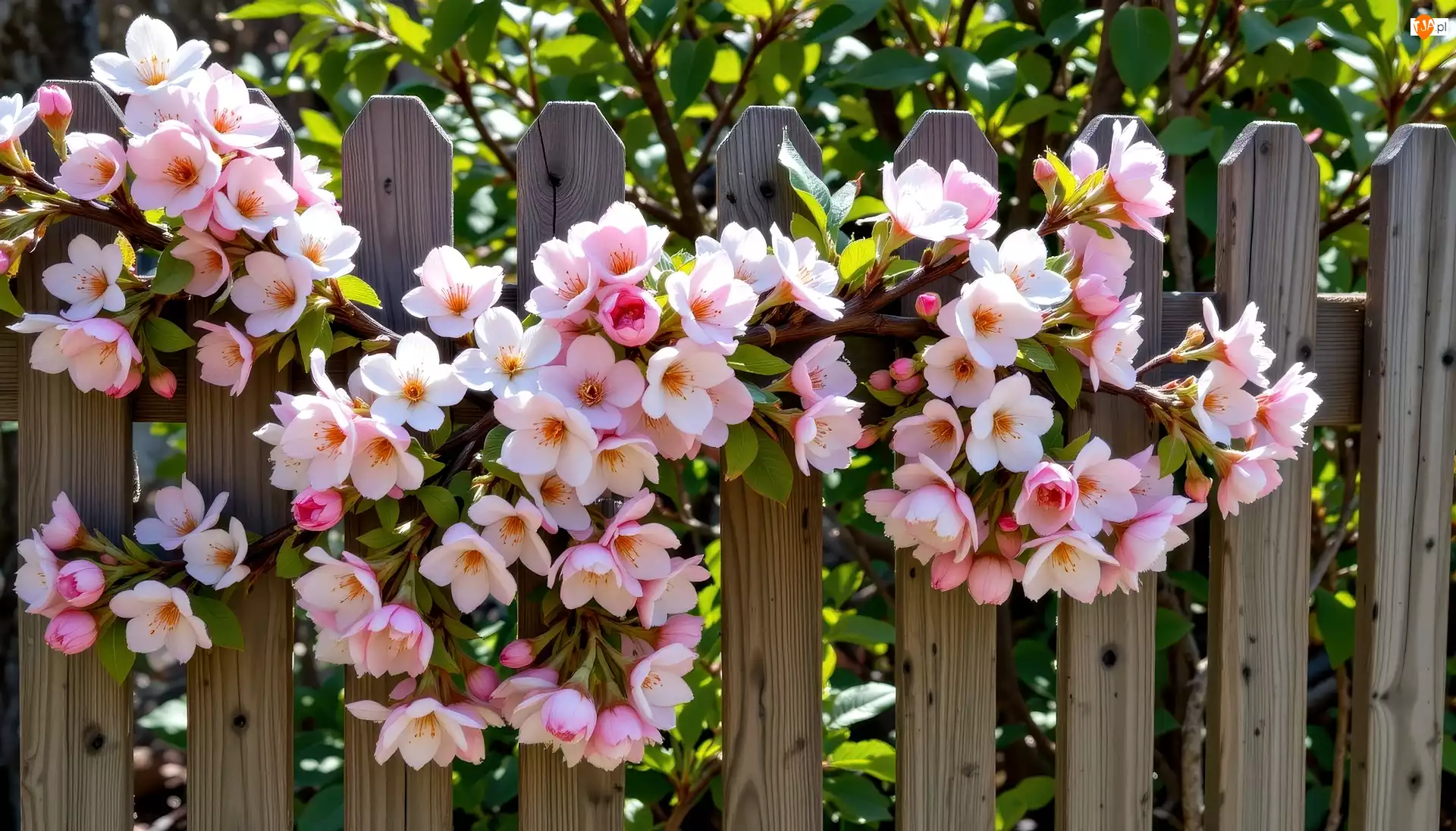 Drzewo owocowe, Grafika AI, Gałąź, Kwiaty, Płot