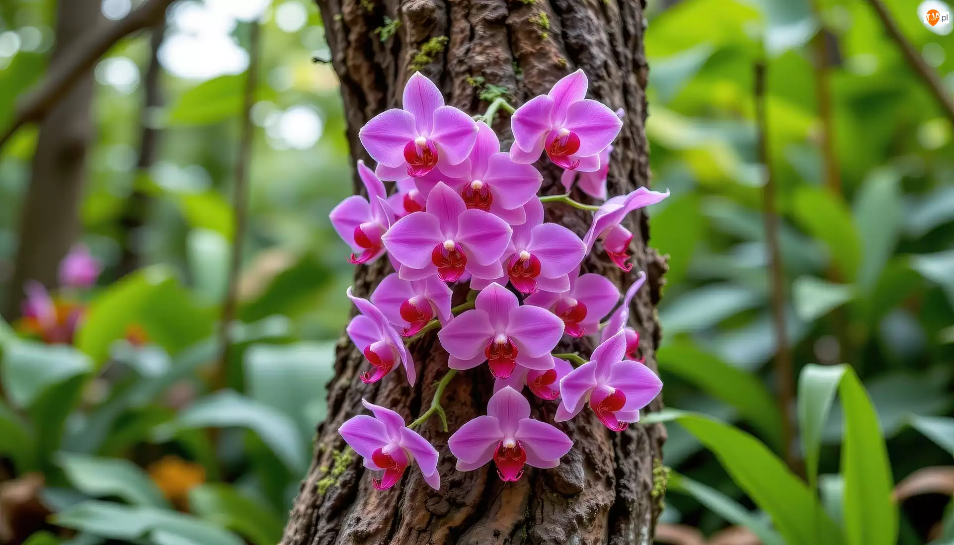Storczyki, Pień, Pnące, Fioletowe, Drzewo