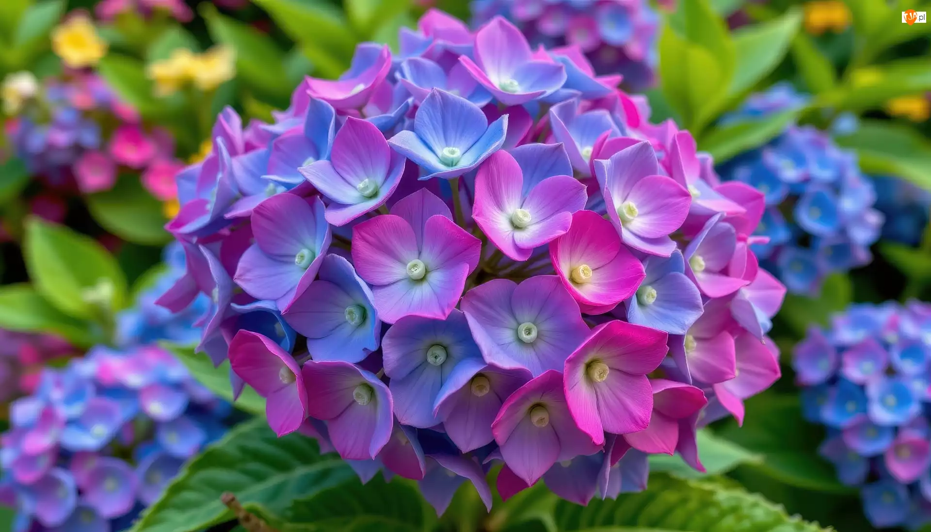 Zbliżenie, Hortensja, Niebiesko-różowa