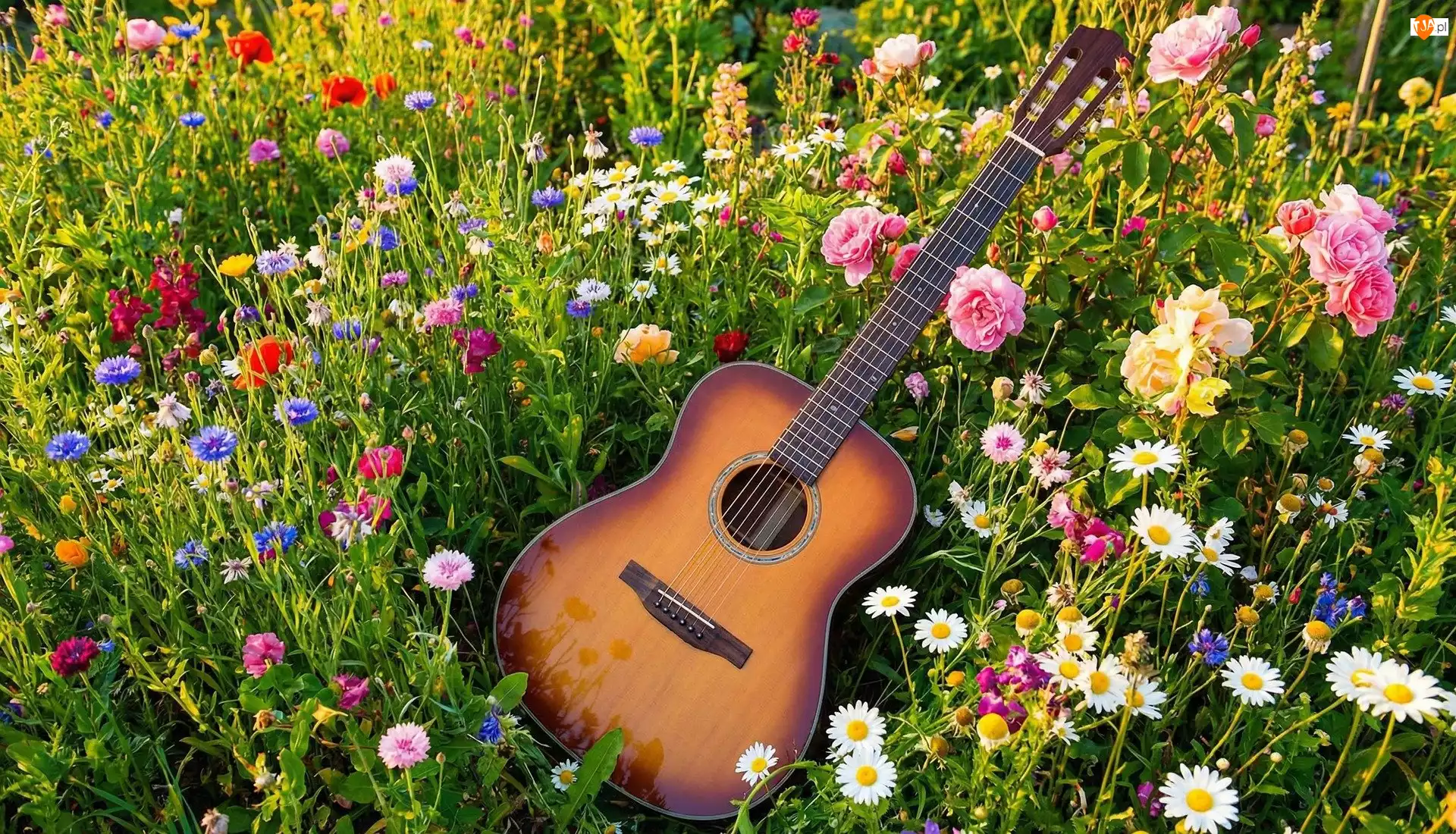 Łąka, Gitara, Kwiaty