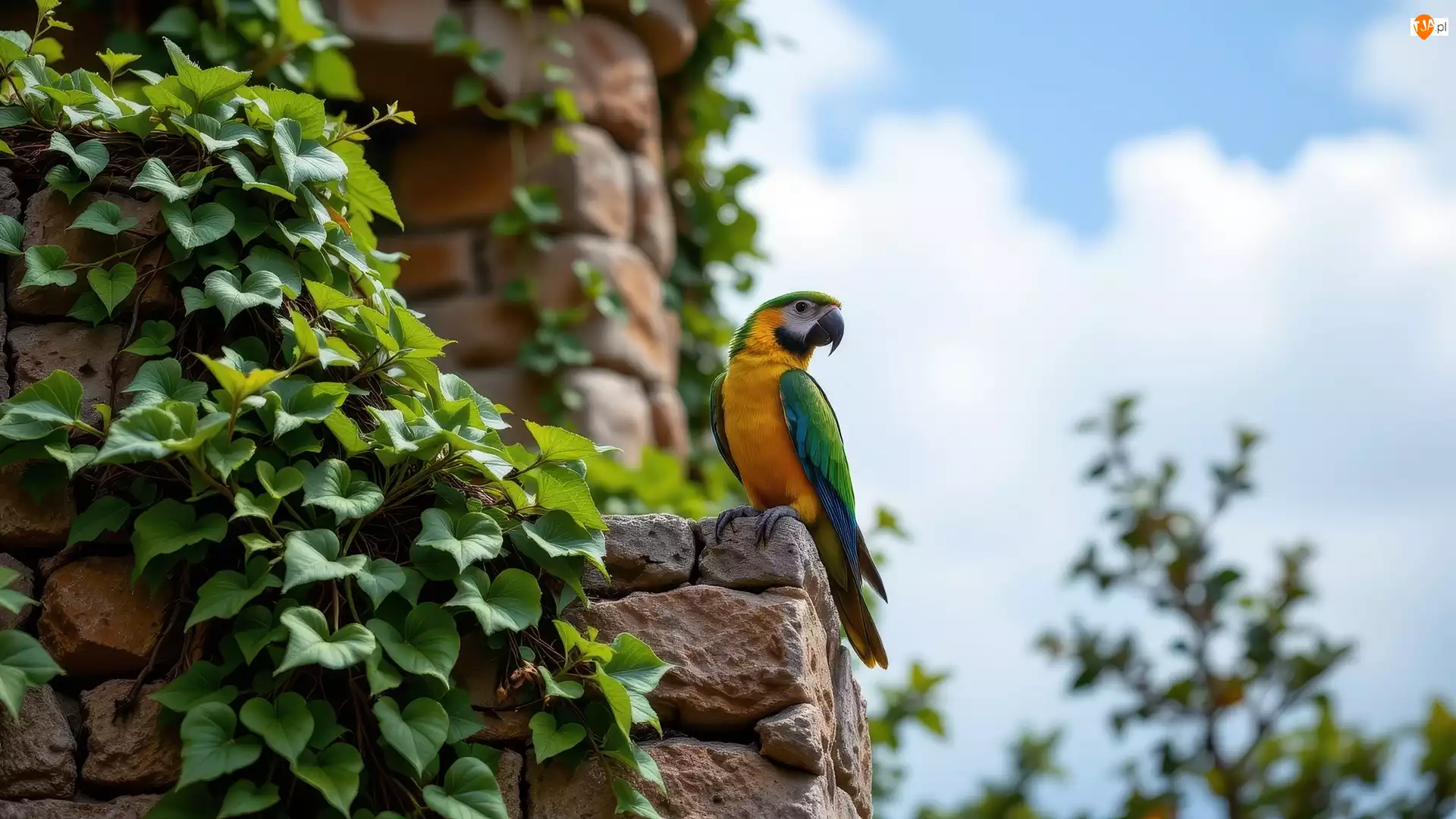 Siedząca, Mur, Ara, Pnące, Papuga, Rośliny