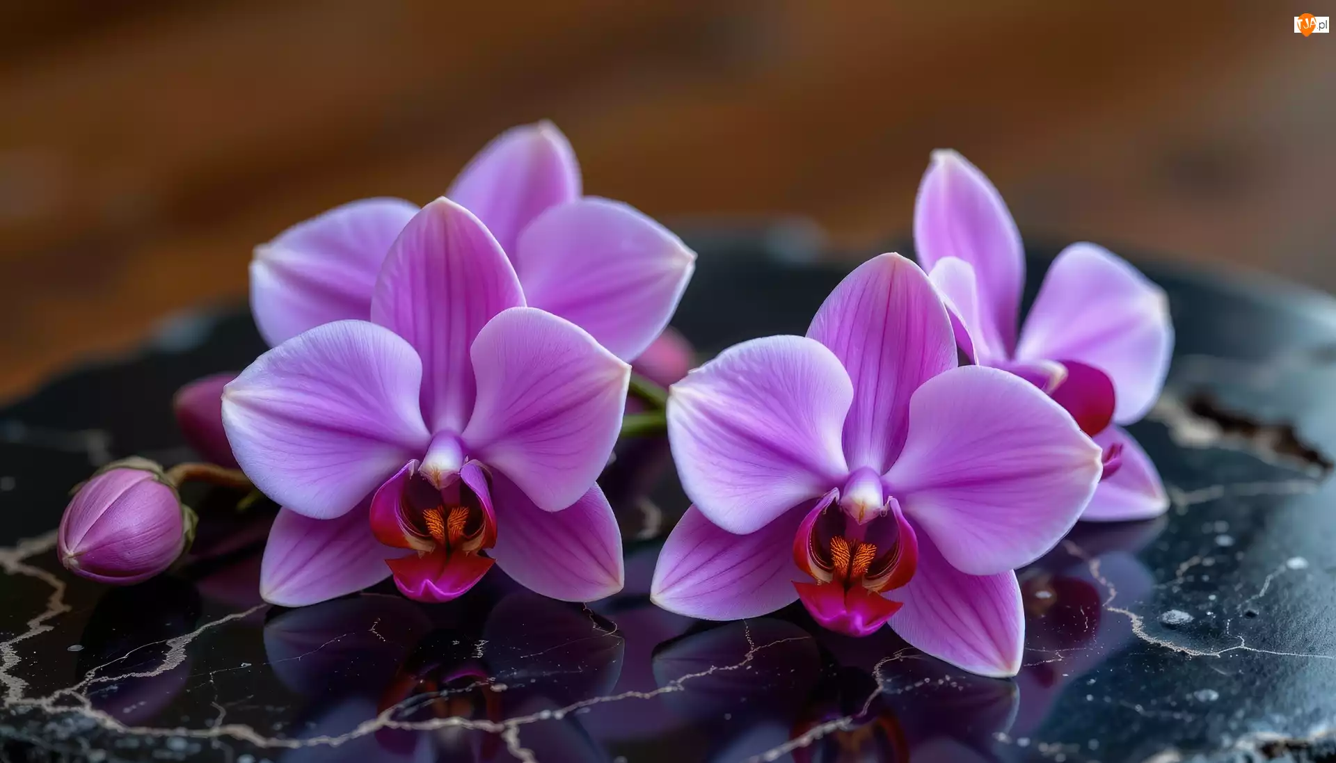 Pąk, Marmurowe, Fioletowe, Storczyki, Tło