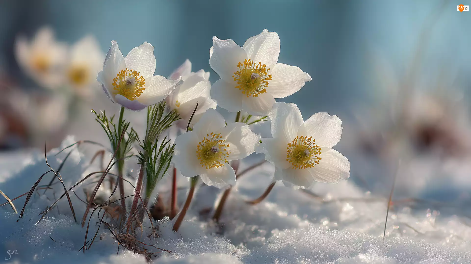 Grafika AI, Białe, Sasanki, Śnieg