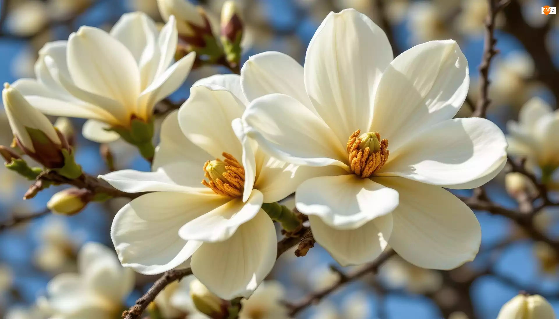 Kwiaty, Gałązki, Białe, Rozwinięte, Magnolia