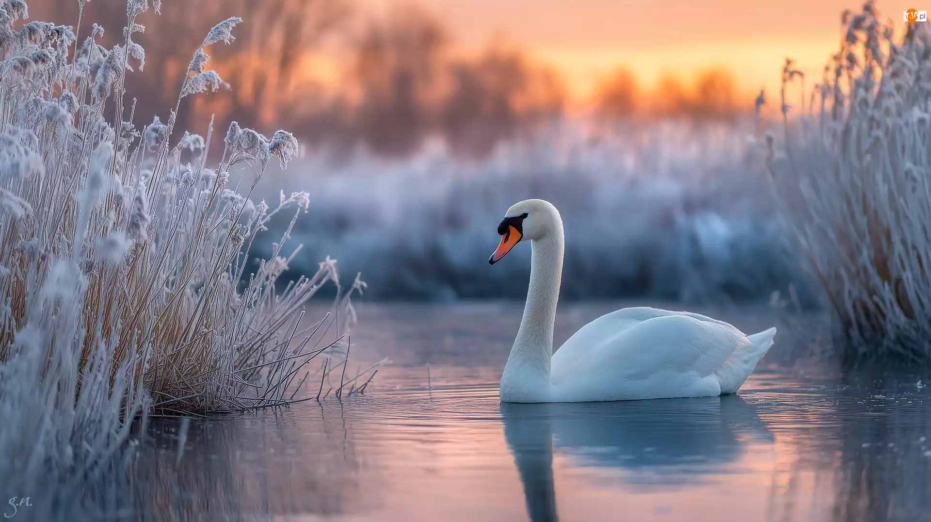 Zarośla, Grafika AI, Woda, Łabędź, Zima