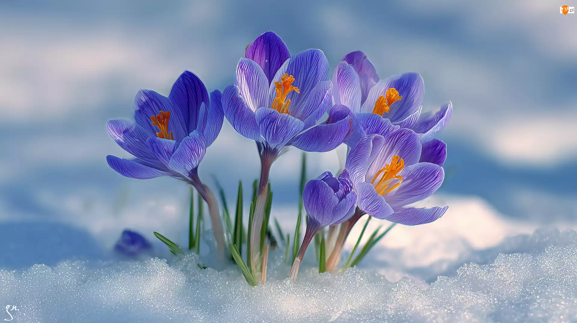 Grafika AI, Fioletowe, Krokusy, Kwiaty