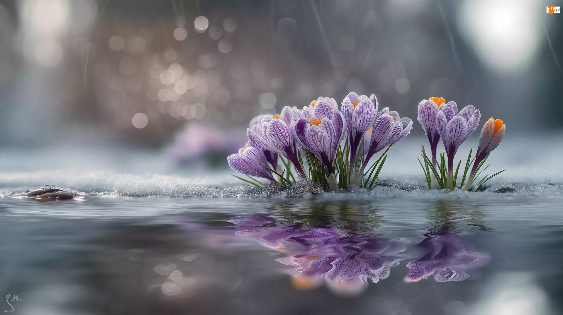 Grafika AI, Fioletowe, Krokusy, Woda