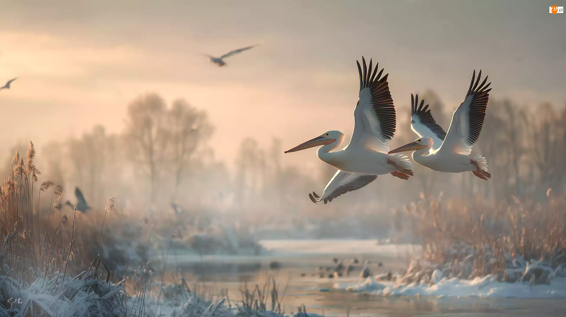 Lot, Grafika AI, Pelikany, Dwa, Zima