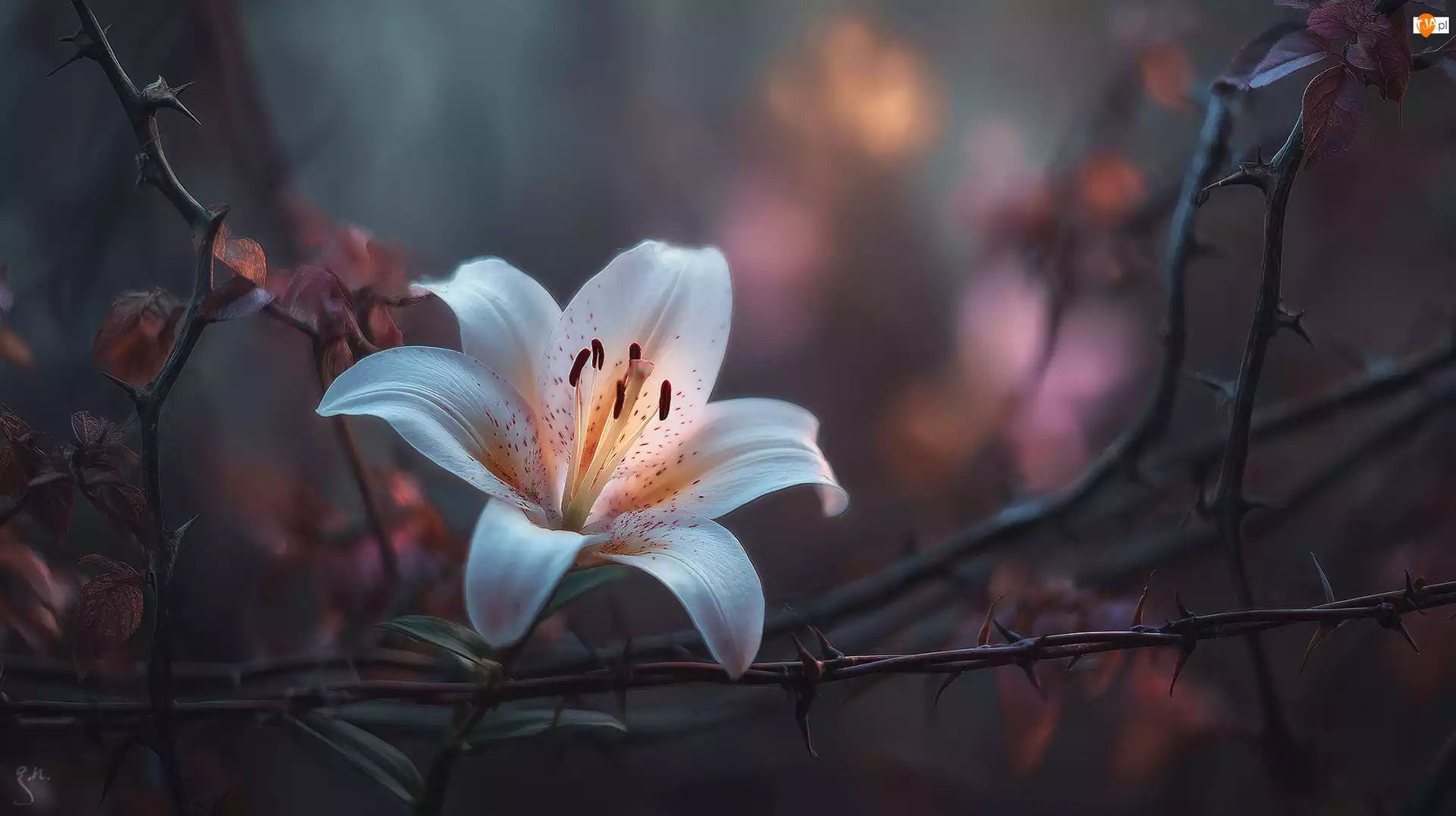 Krzewy, Grafika AI, Kwiat, Lilia, Kolce