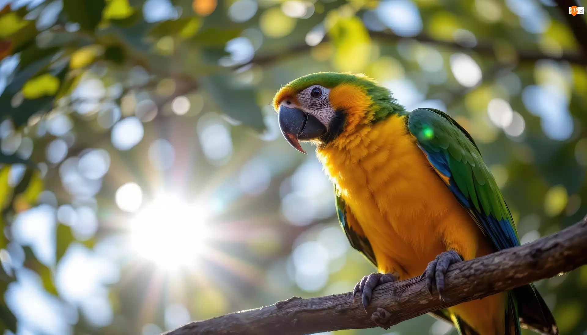 Żółto-zielona, Papuga, Gałąź, Grafika AI, Ara, Promienie słońca