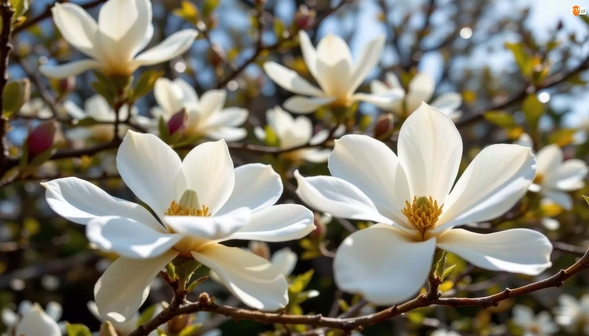 Białe, Krzew, Magnolia, AI, Kwiaty, Gałązki