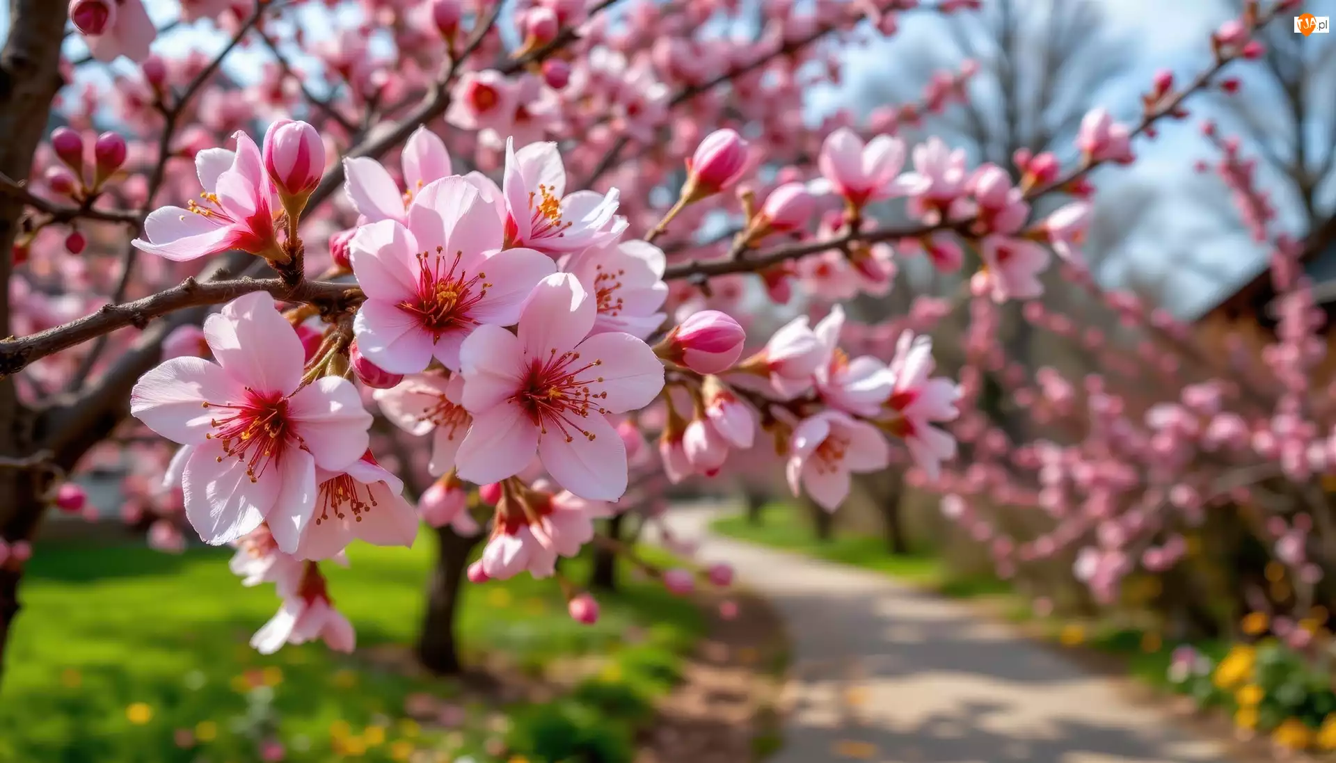 Grafika AI, Gałązka, Kwiaty, Drzewo owocowe