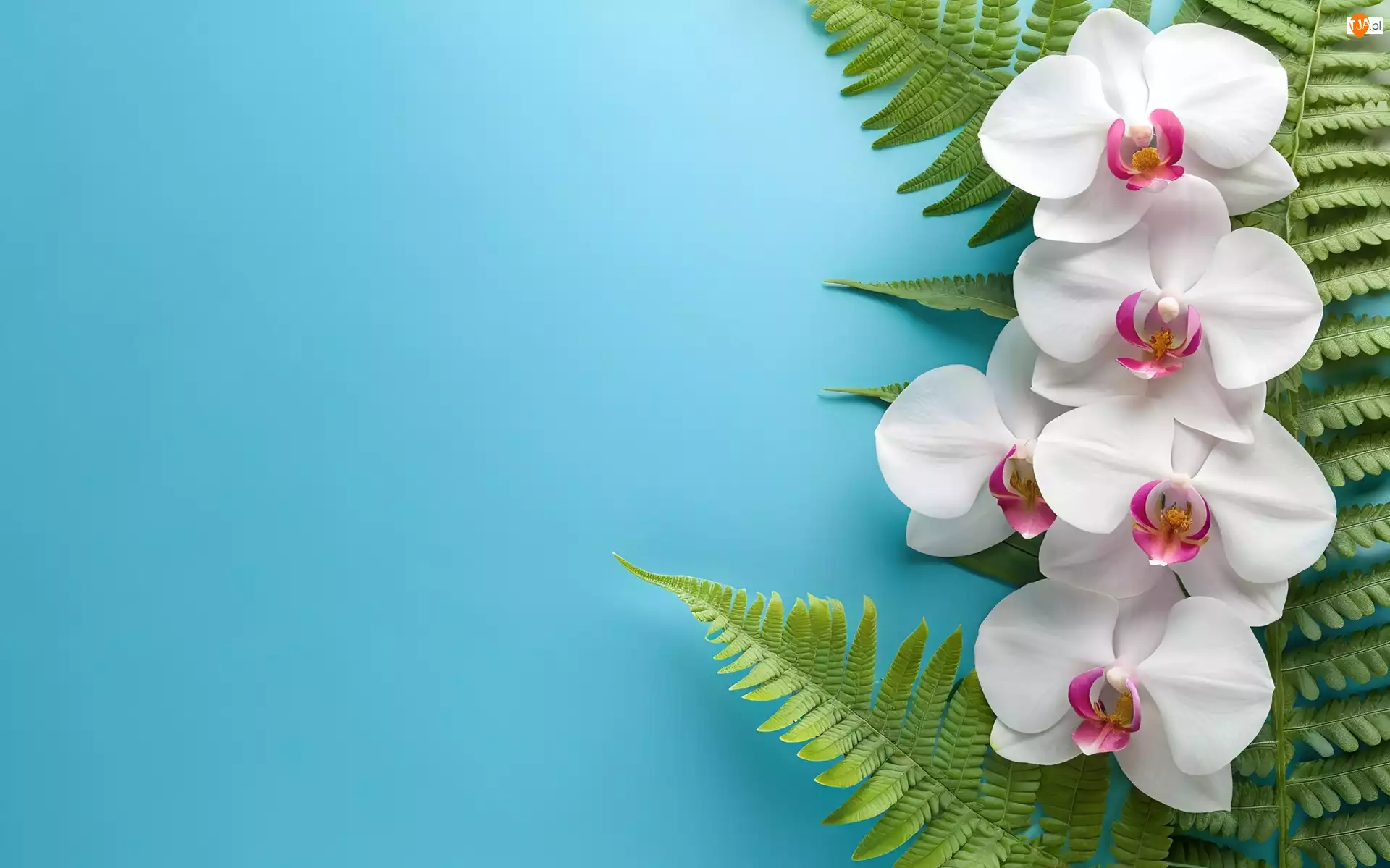 Storczyki, Białe, Paproci, Tło, Liście, Niebieskie