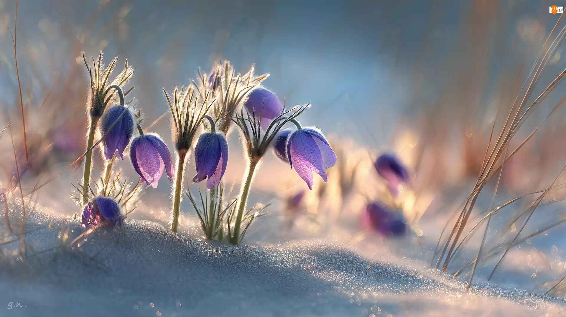 Kwiaty, Grafika AI, Sasanki, Fioletowe, Śnieg