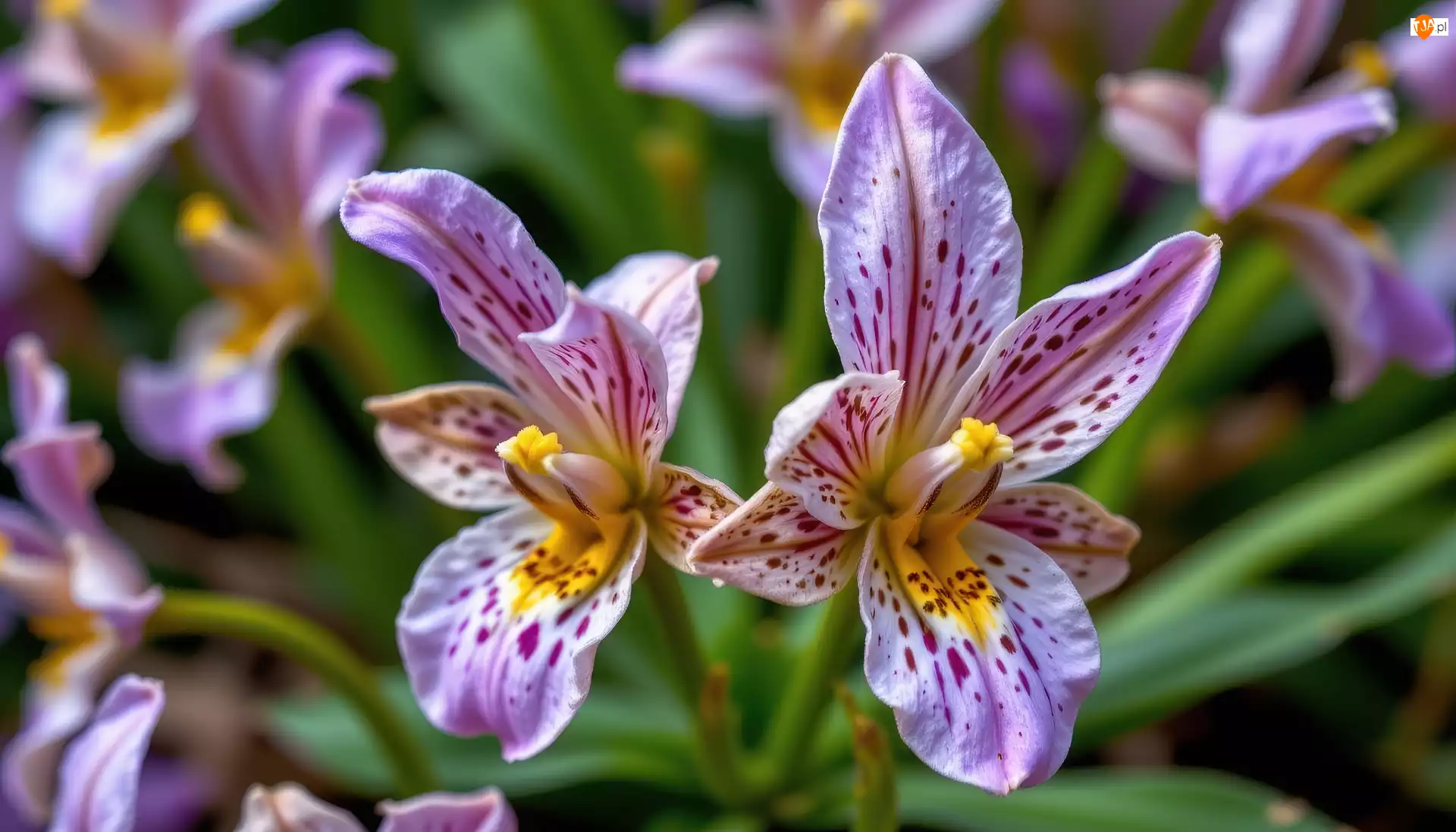 Kwiaty, Dwa, Nakrapiane, Fioletowe