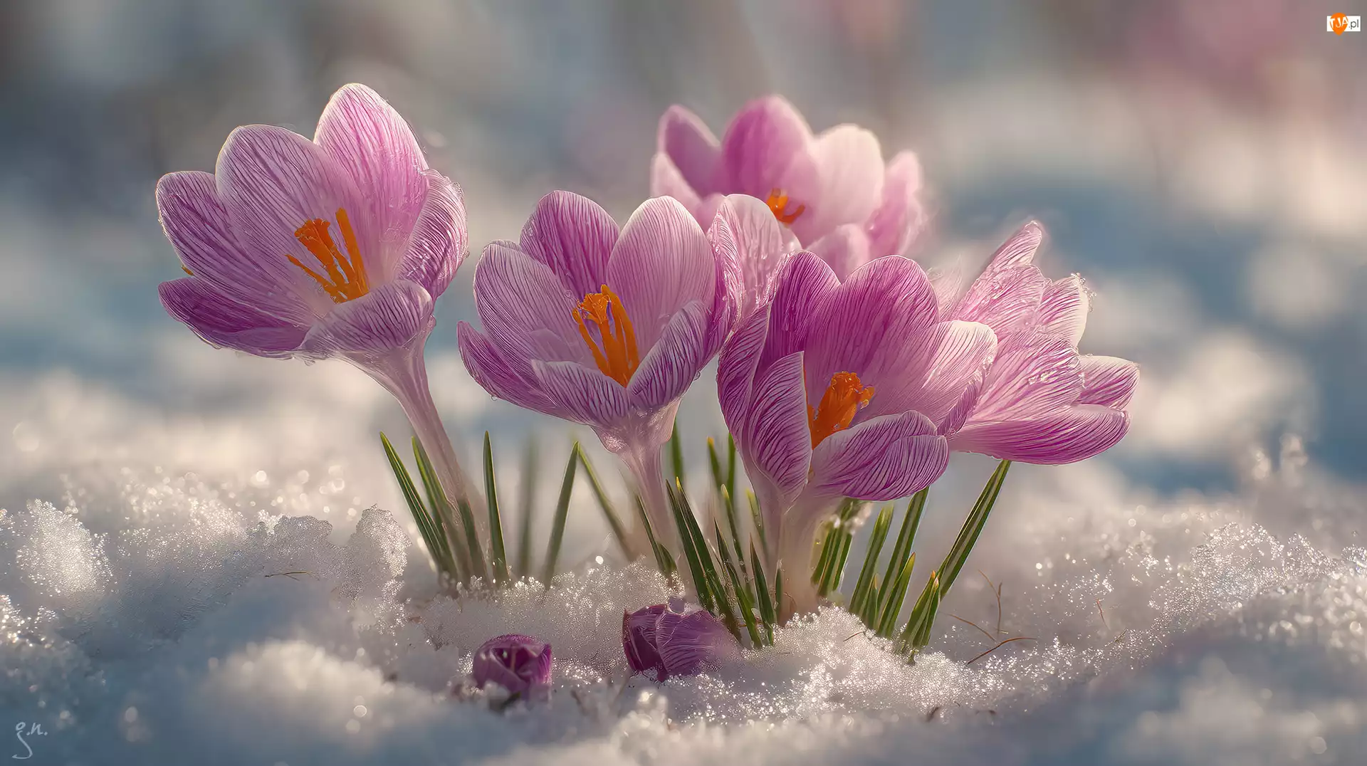 Krokusy, Grafika AI, Różowe, Rozkwitające, Śnieg