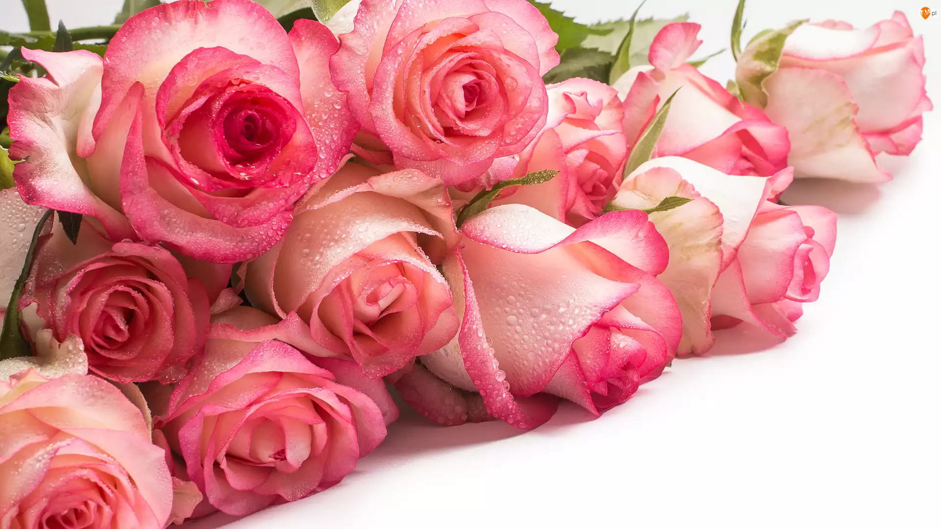 Krople, Jasnoróżowe, Róże