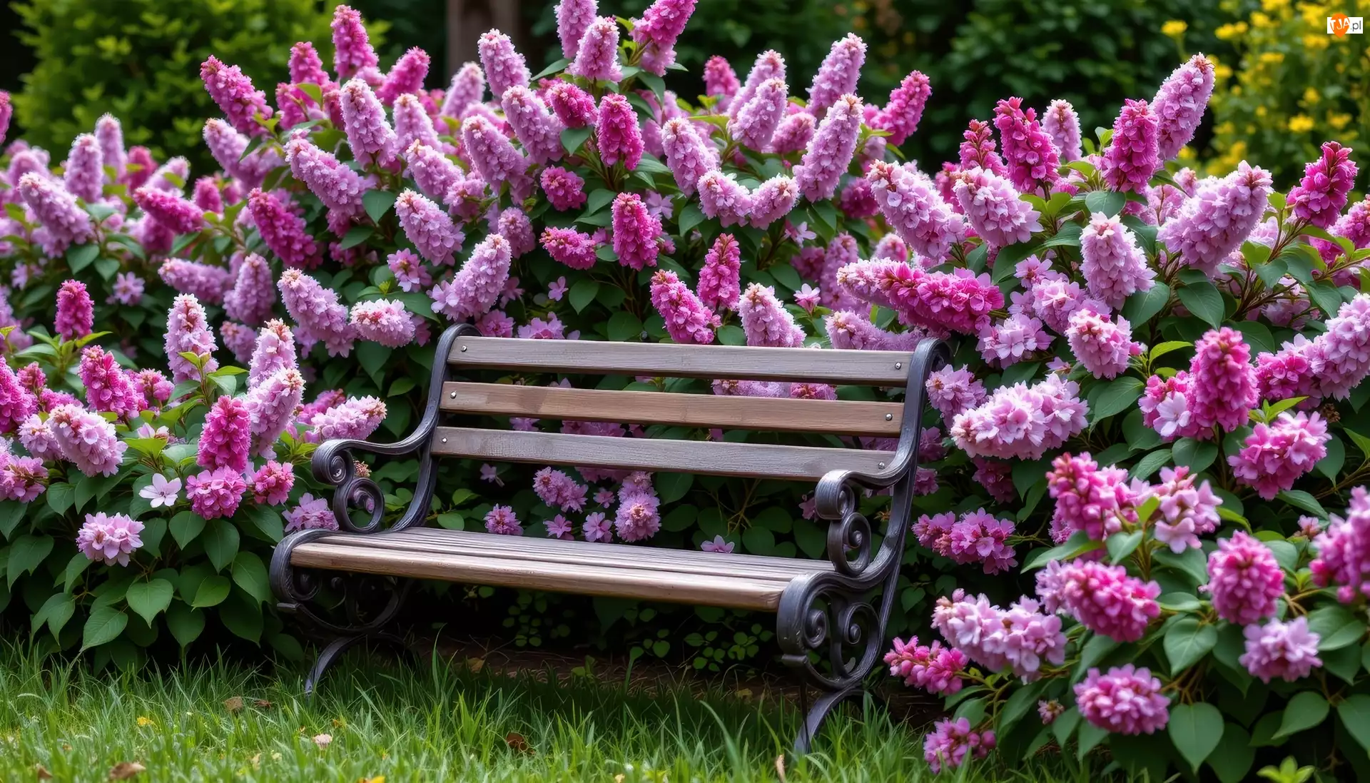 Trawa, Ławka, Różowe, Kwiaty