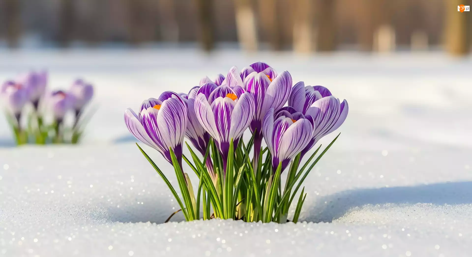 Grafika AI, Krokusy, Śnieg
