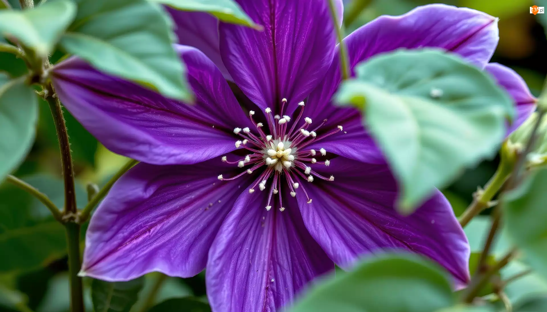 Kwiat, Grafika AI, Powojnik, Fioletowy, Liście