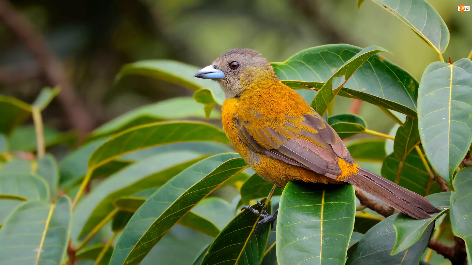 Samica, Gałązki, Tanager szkarłatny, Ptak, Liściaste