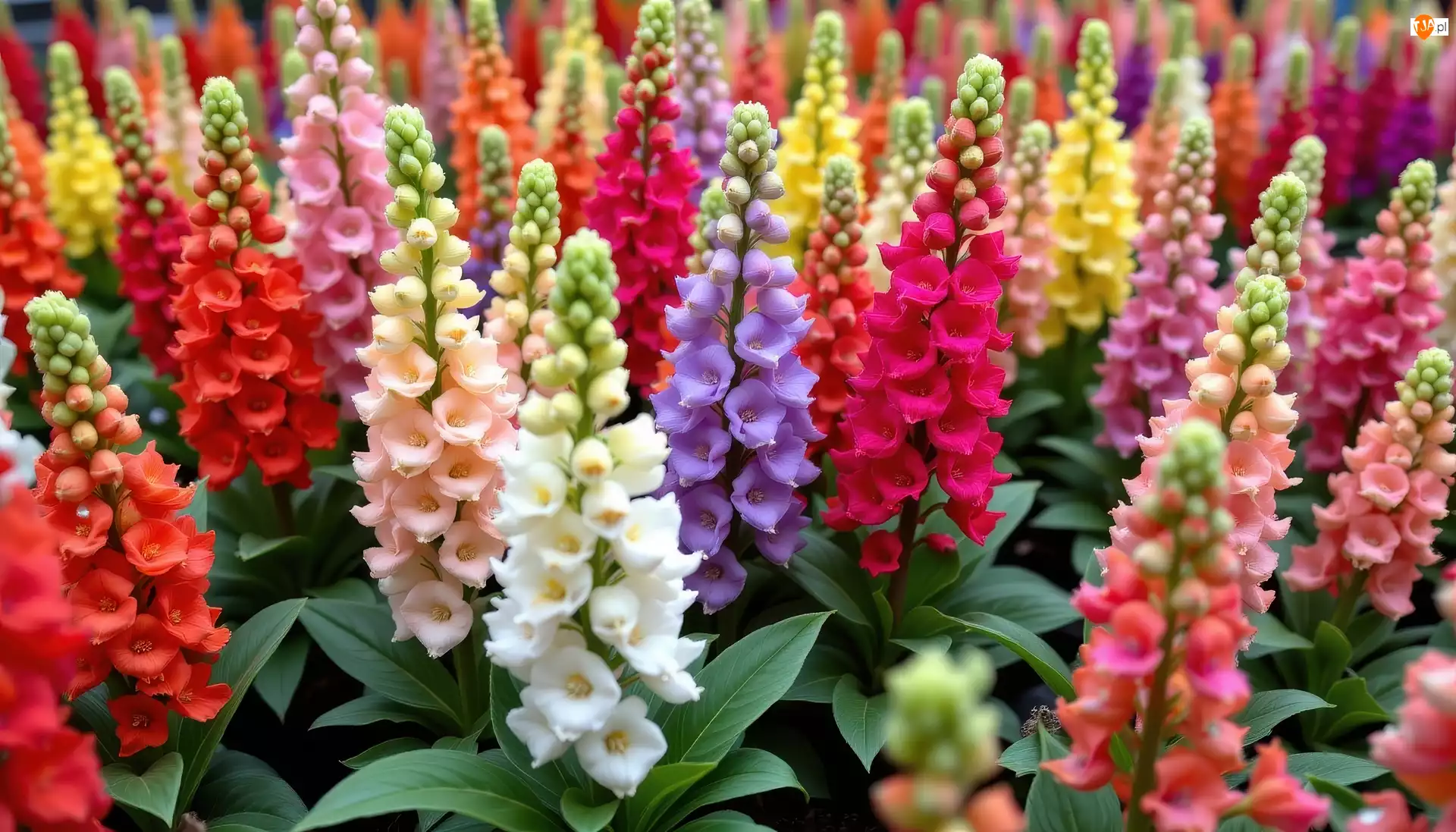 Rozkwitnięte, Różnokolorowe, Kwiaty